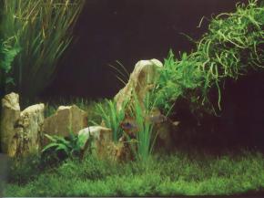  其他杂项-鱼缸贴图 034 