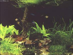  其他杂项-鱼缸贴图 038 