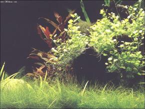  其他杂项-鱼缸贴图 041 