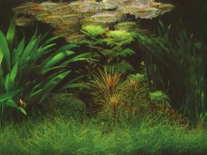  其他杂项-鱼缸贴图 045 