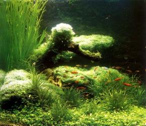  其他杂项-鱼缸贴图 046 