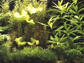  其他杂项-鱼缸贴图 057 