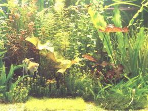  其他杂项-鱼缸贴图 059 