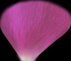  其他杂项-植物纹理 005 