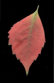  其他杂项-植物纹理 008 