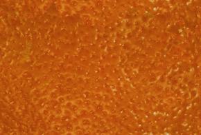  其他杂项-植物纹理 014 