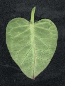  其他杂项-植物纹理 030 