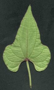  其他杂项-植物纹理 035 