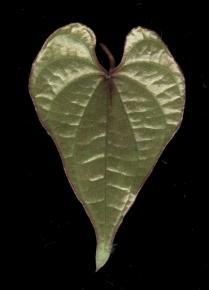  其他杂项-植物纹理 036 