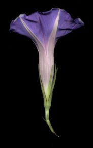  其他杂项-植物纹理 044 