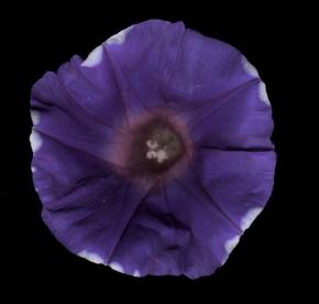  其他杂项-植物纹理 045 