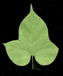  其他杂项-植物纹理 047 