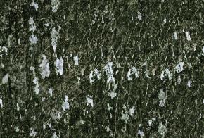  其他杂项-植物纹理 062 