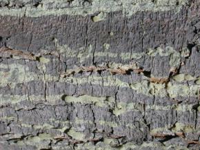  其他杂项-植物纹理 063 