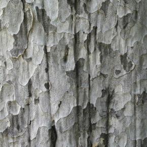  木纹木材-树皮 005 