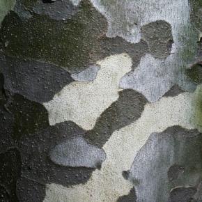  木纹木材-树皮 007 