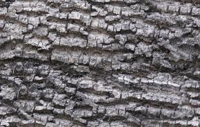  木纹木材-树皮 009 