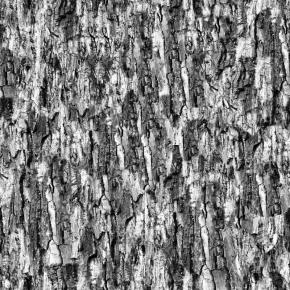  木纹木材-树皮 036 