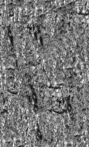  木纹木材-树皮 050 