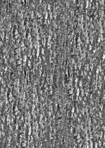  木纹木材-树皮 054 
