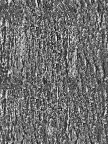  木纹木材-树皮 057 
