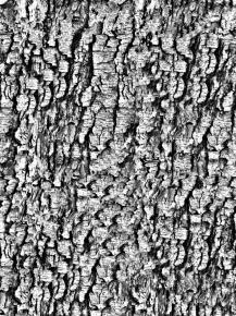  木纹木材-树皮 066 