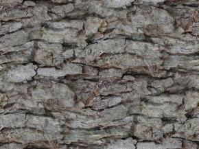  木纹木材-树皮 074 