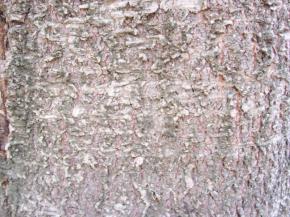  木纹木材-树皮 080 
