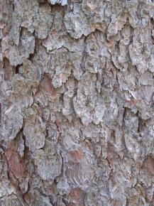  木纹木材-树皮 083 
