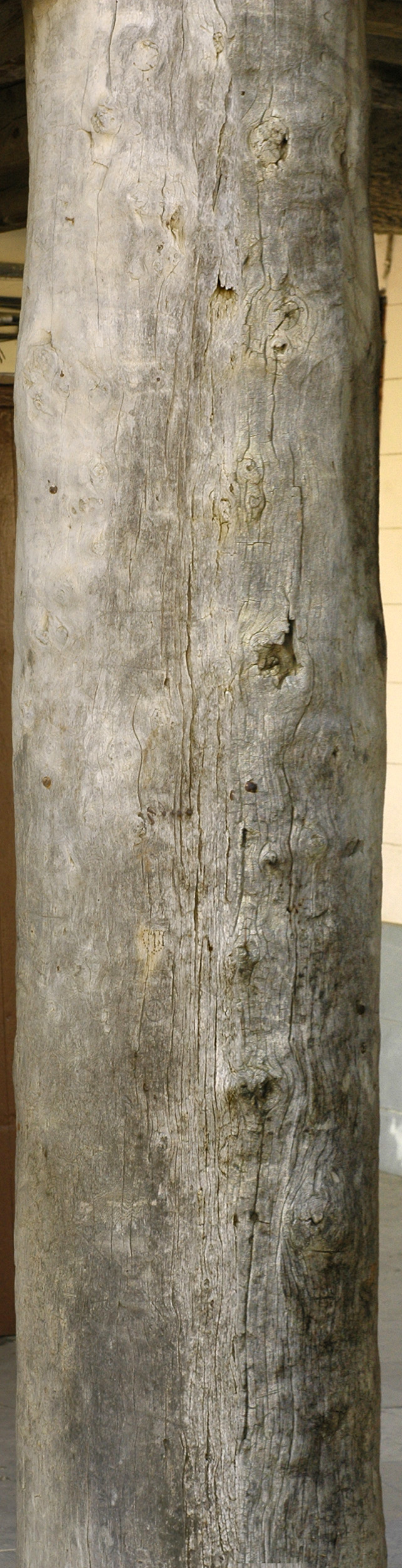 木材-残旧木(18)下载