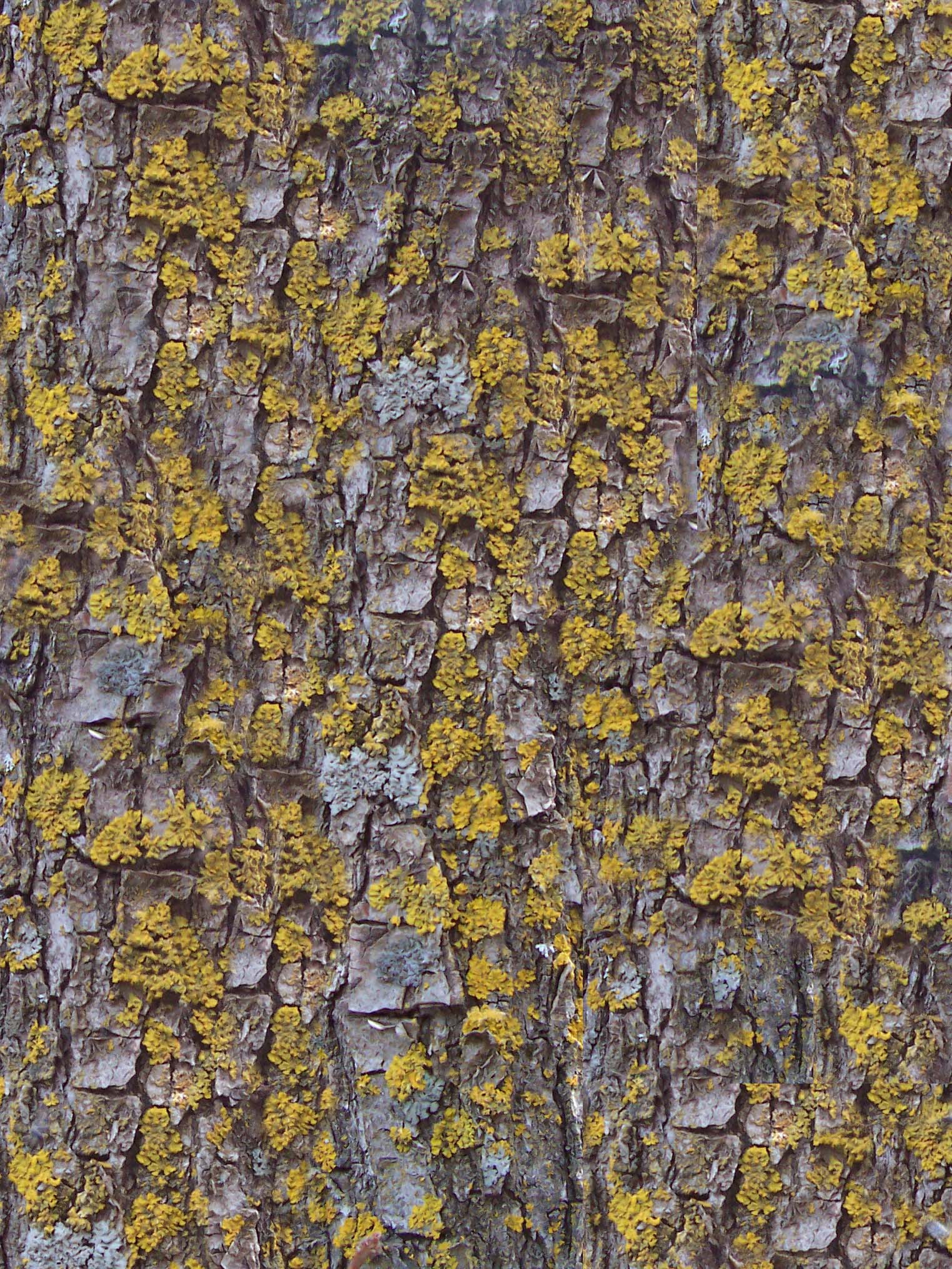 欧模网 > 3d贴图下载 木纹木材3d贴图下载 树皮3d贴图下载 树纹