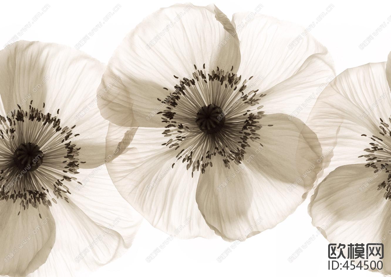 黑白兰花装饰画下载