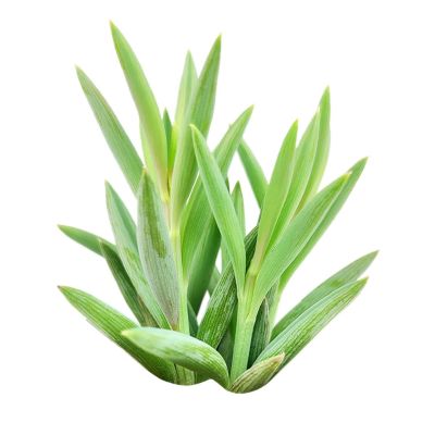 花艺 现代 简约 绿植