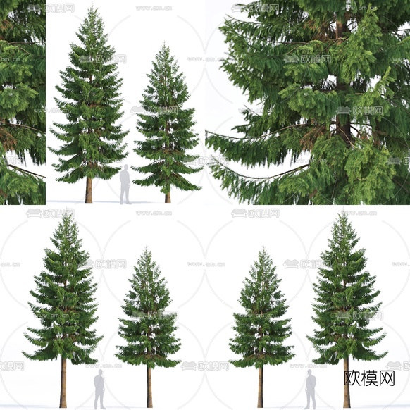 现代景观树木3d模型下载