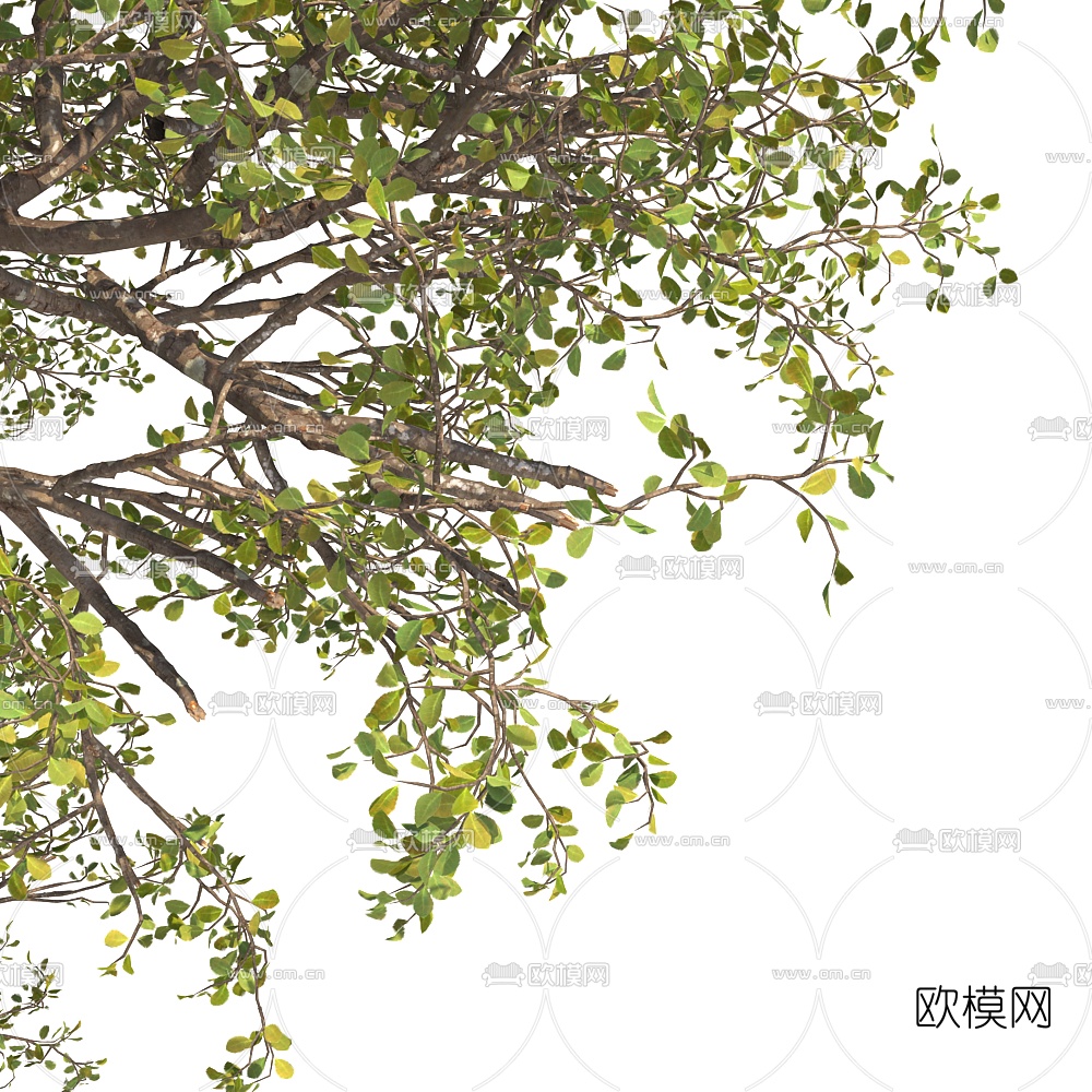 现代梧桐树3d模型