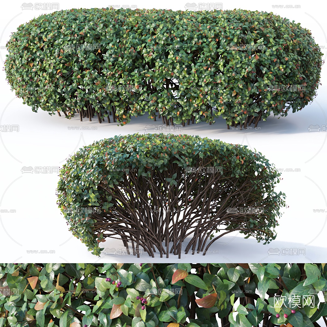 现代灌木3d模型