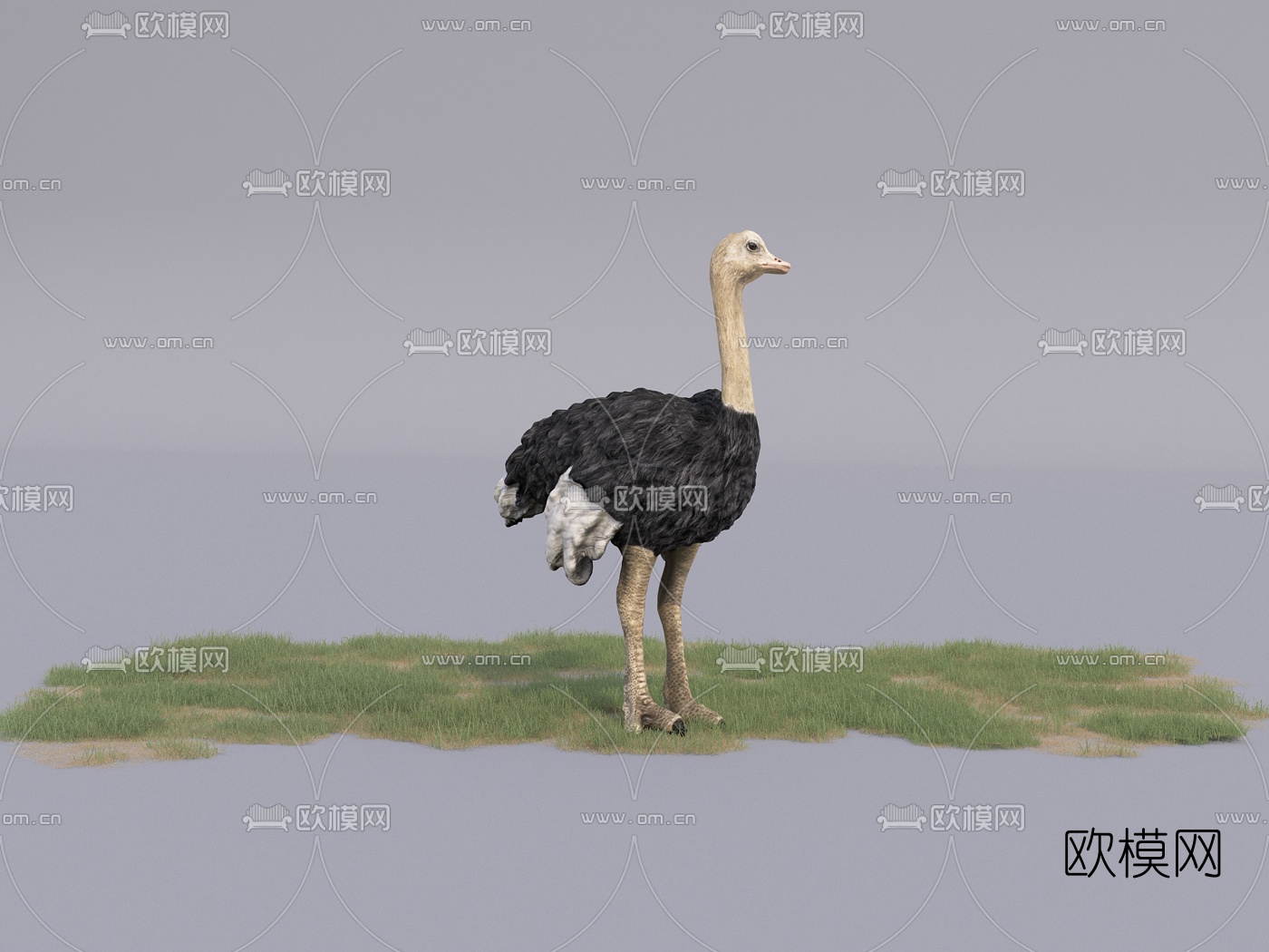 现代动物鸵鸟3d模型下载