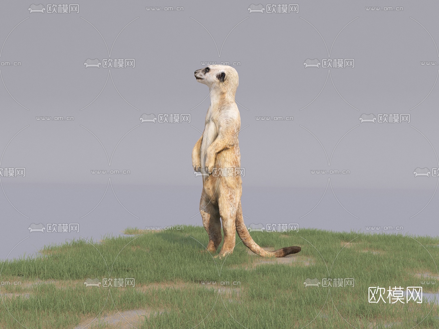 现代蒙哥3d模型下载