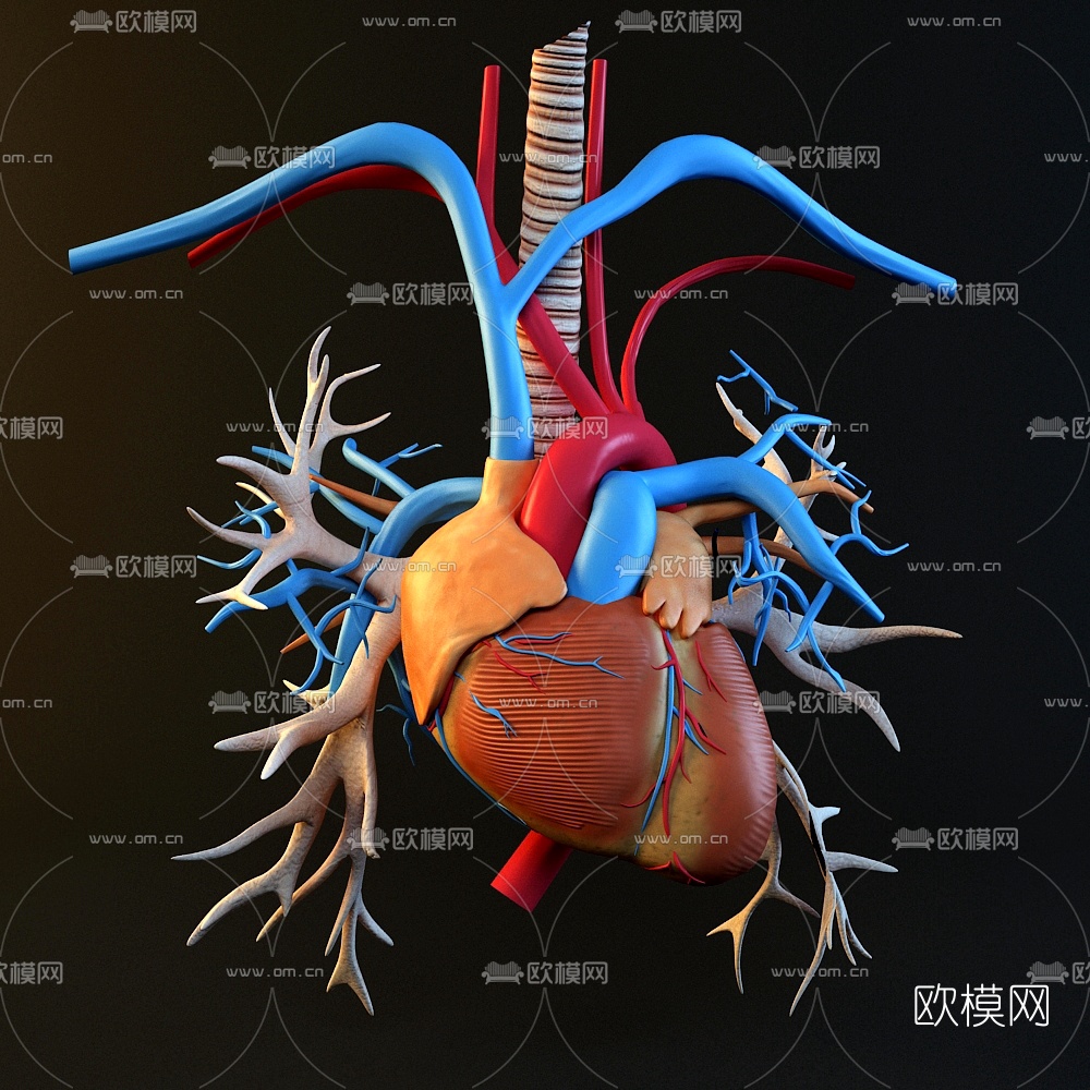心臟模具3d模型下載