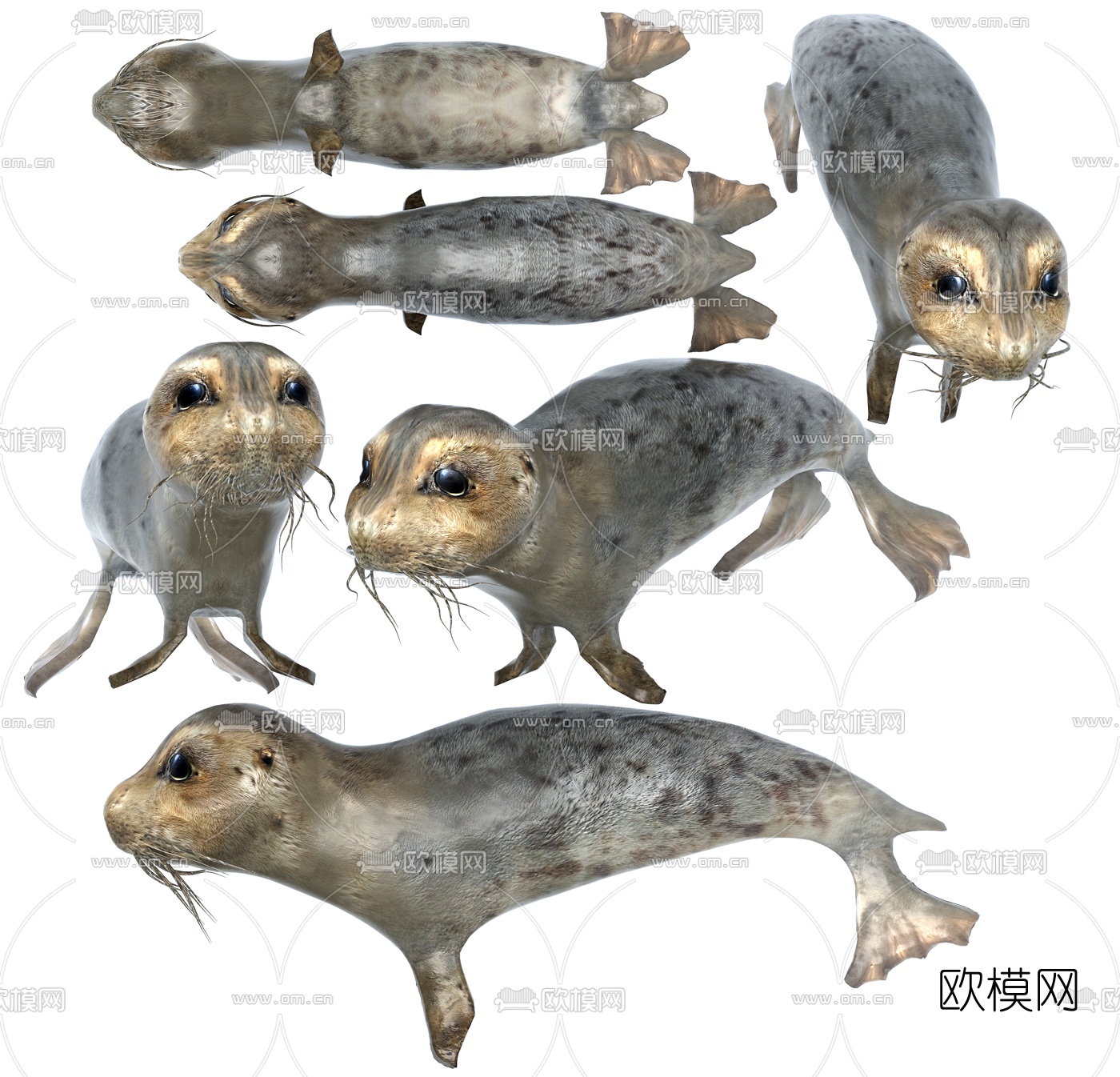 现代环斑海豹3d模型下载