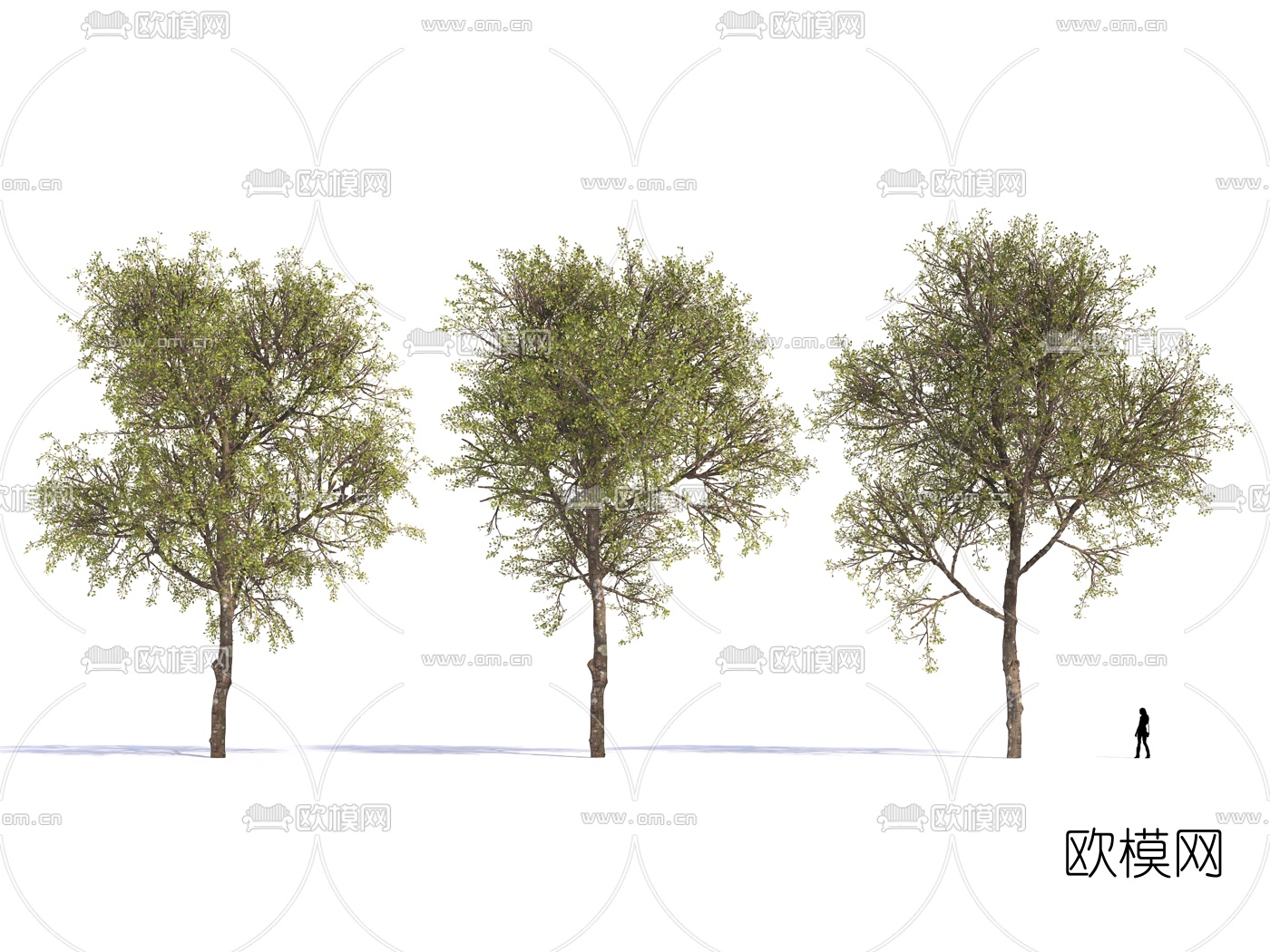现代梧桐树3d模型