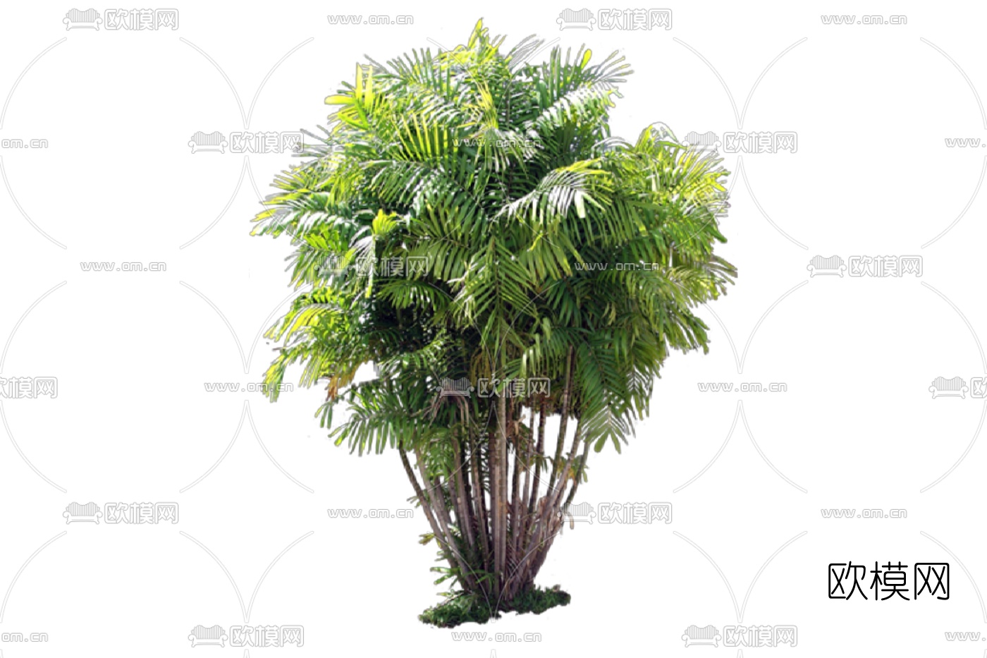 现代热带景观树免费su模型下载