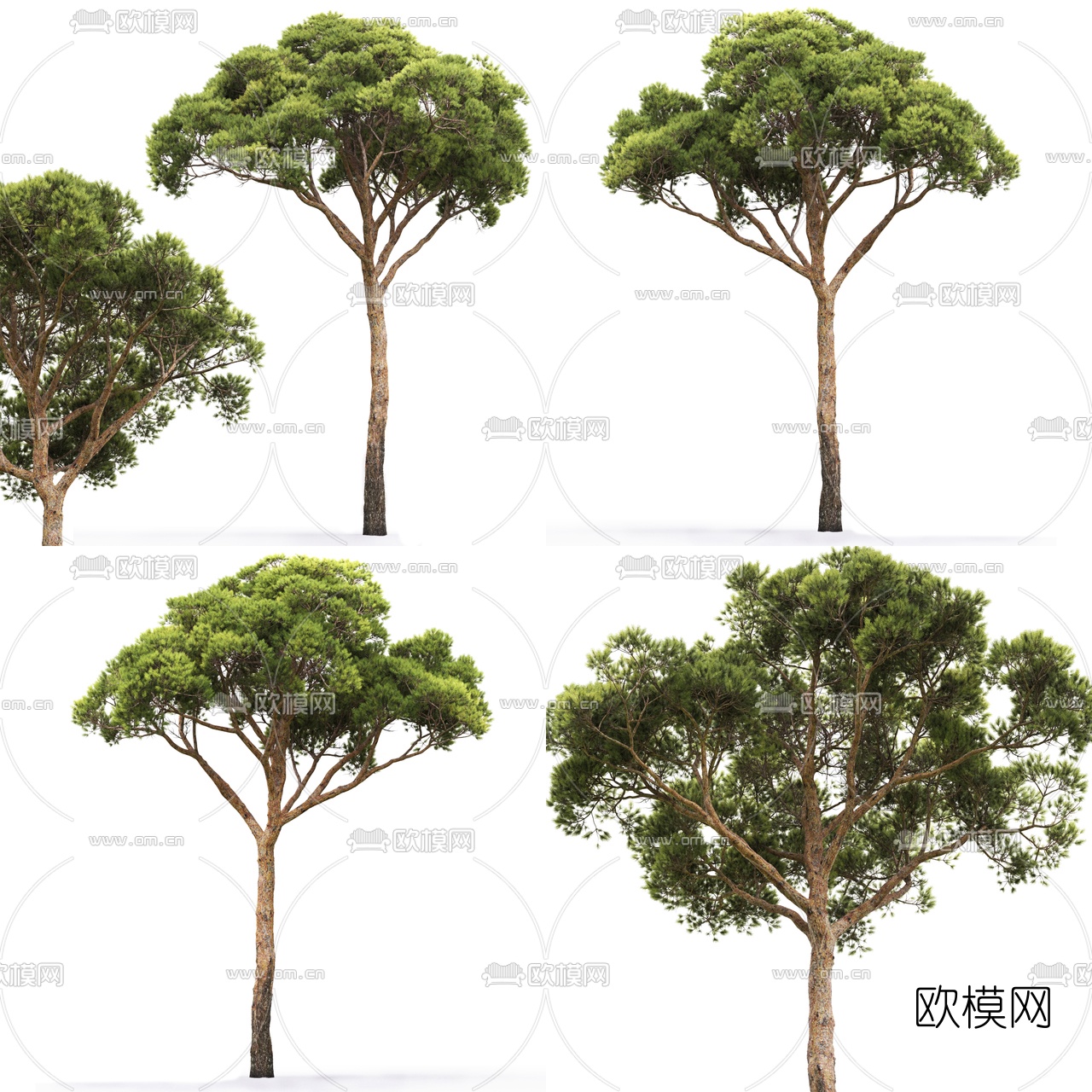 现代景观树松树3d模型