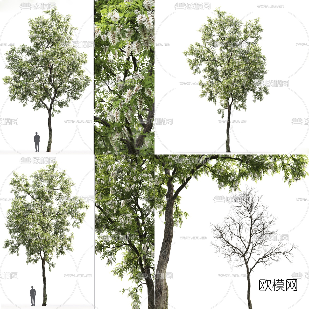 现代刺槐景观树3d模型下载
