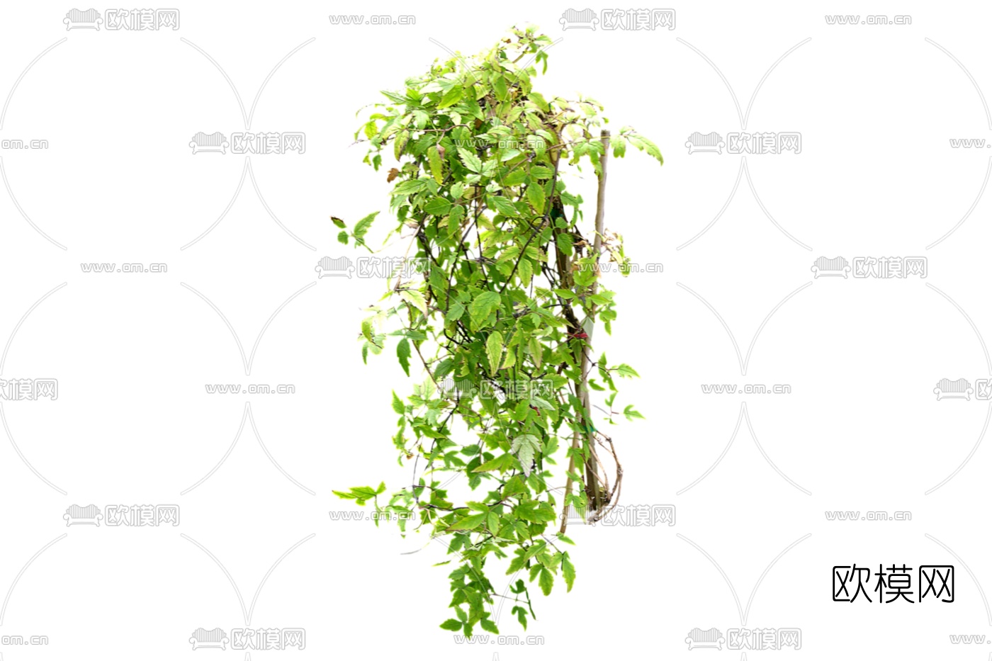 现代绿植藤蔓免费su模型下载
