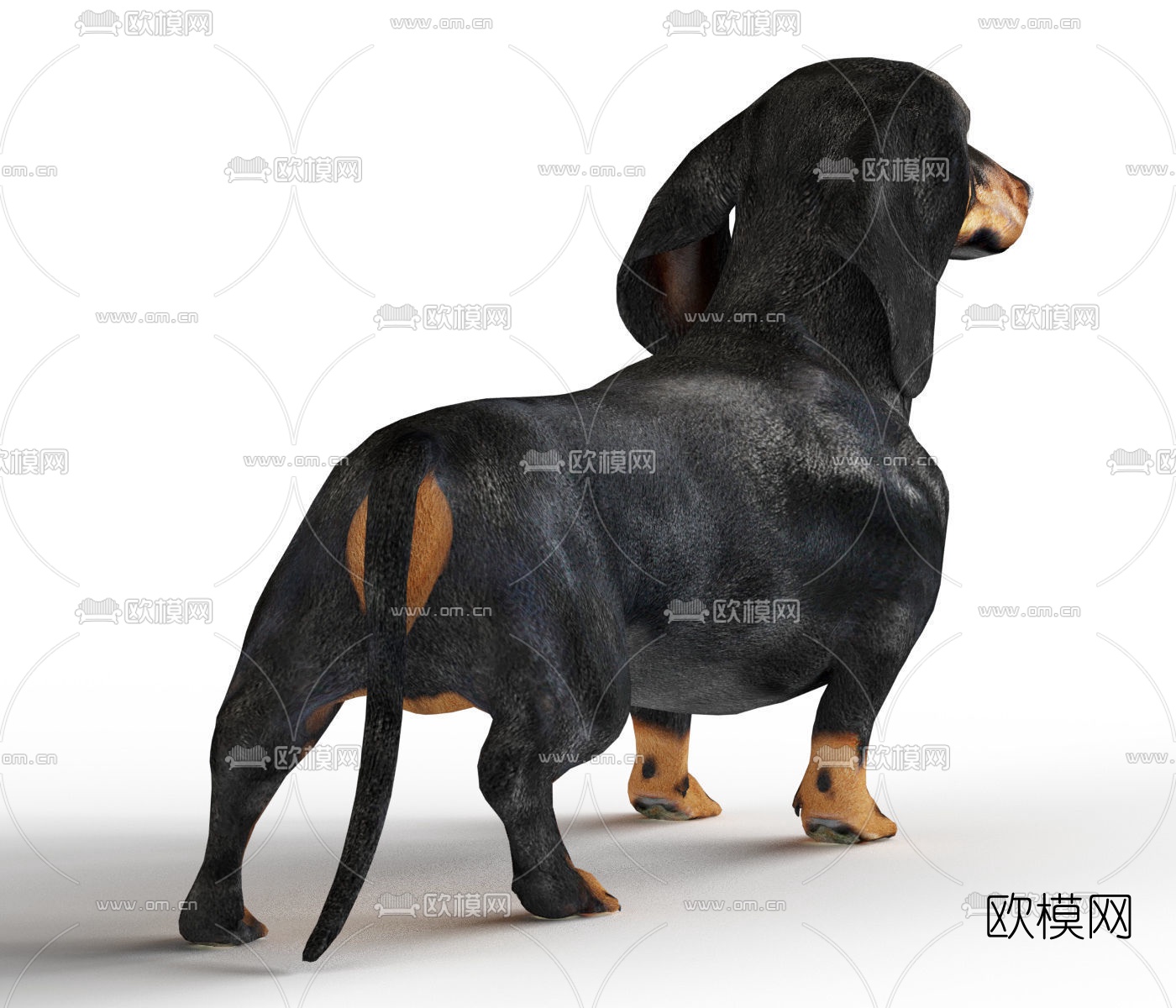 现代腊肠犬3d模型