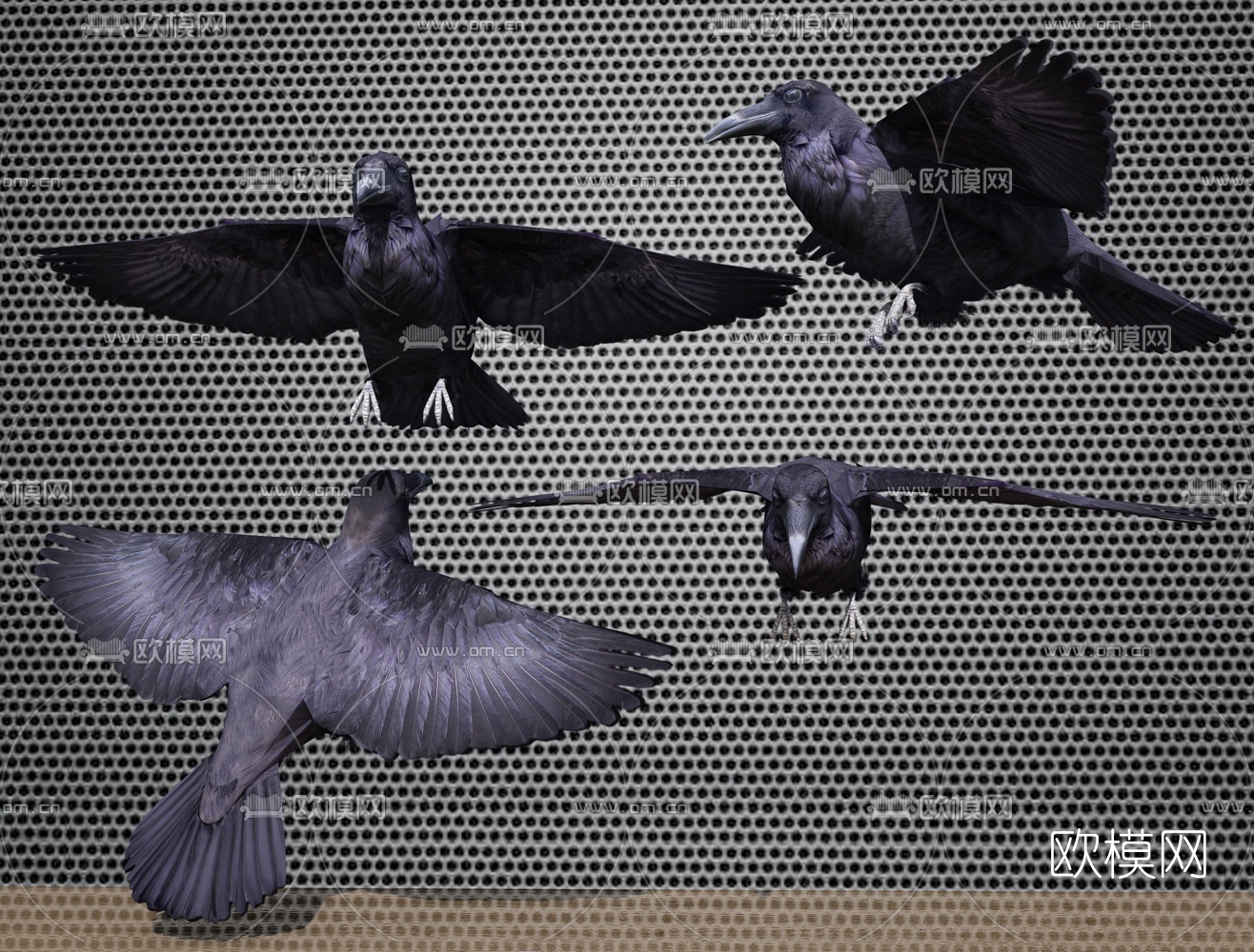 现代乌鸦3d模型