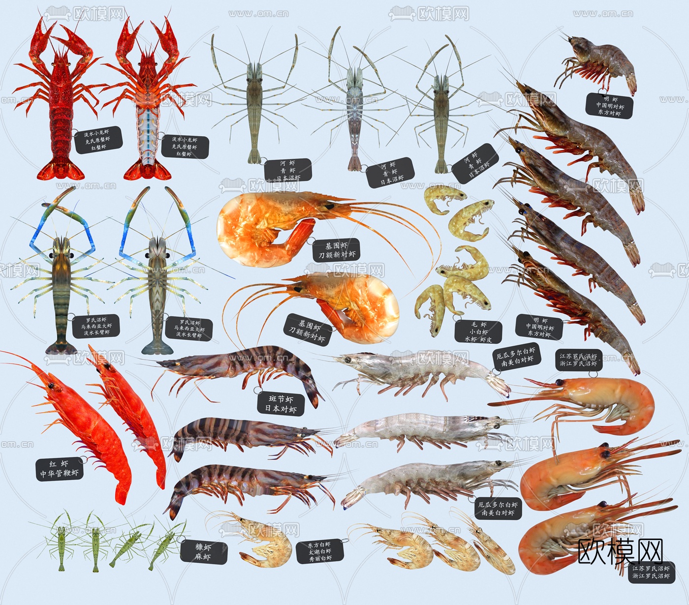 现代淡水虾海水虾3d模型下载