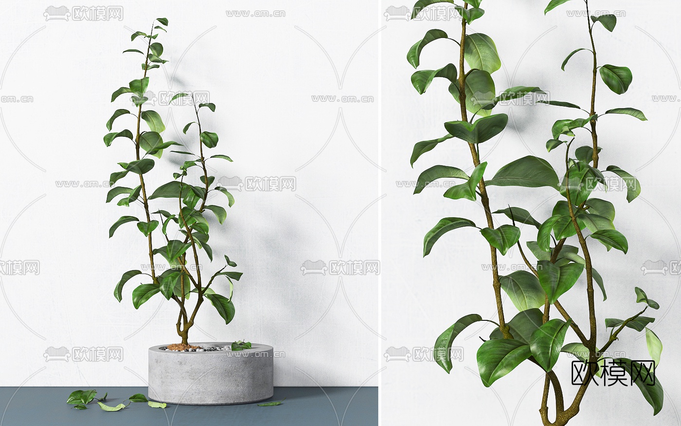 现代室内盆栽3d模型下载