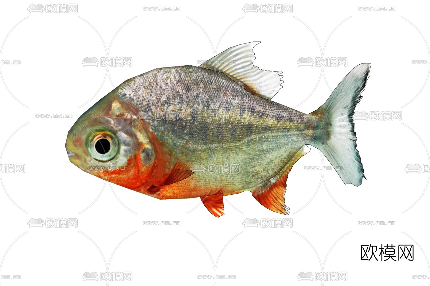 现代淡水白鲳免费su模型下载